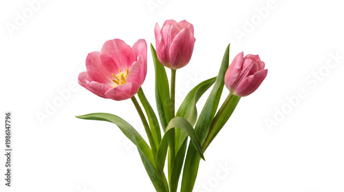 Pink tulips bouquet with green leaves isolated on transparent background