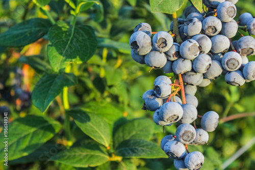 Canvastavla Vibrant, juicy blueberries ripen on the vine