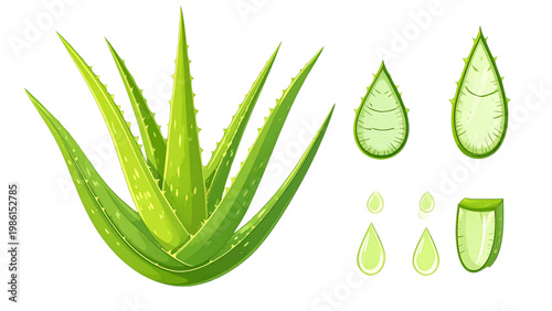 Aloe vera plant with fresh leaves and small offshoots growing in soil Vector