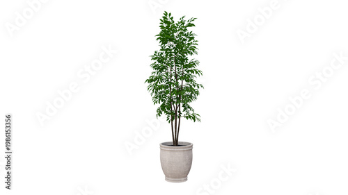 Εκτύπωση καμβά A tall green plant in white pot with lush leaves against transparent background creating elegant decor
