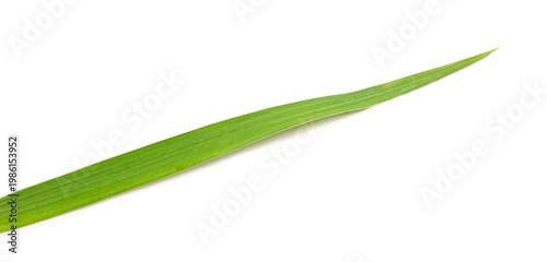 Palm (lulav) leaf as Sukkot festival symbol on white background