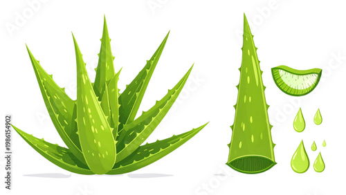 Three different views of fresh aloe vera leaves with a small seed pod Vector