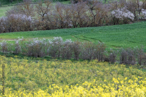 A serene rural landscape featuring layers of yellow wildflowers, lush green fields, and budding trees during the spring season in the countryside.