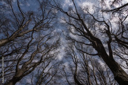 Upward perspective of leafless winter trees stretching toward a blue sky with soft white clouds, highlighting natural textures and patterns.