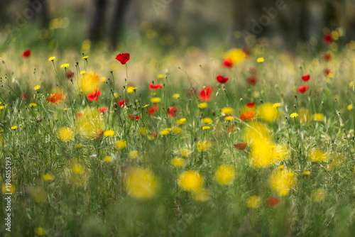 A vibrant meadow featuring red poppies and yellow wildflowers. The image uses a shallow depth of field to create a soft, dreamlike bokeh effect, emphasizing spring growth and natural beauty.