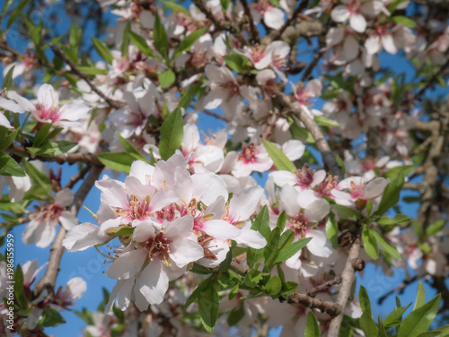 Macro view of beautiful white flowers of almond tree (Prunus Dulcis) on the branches of the tree in full spring and a nice blue sky with clouds in the background
