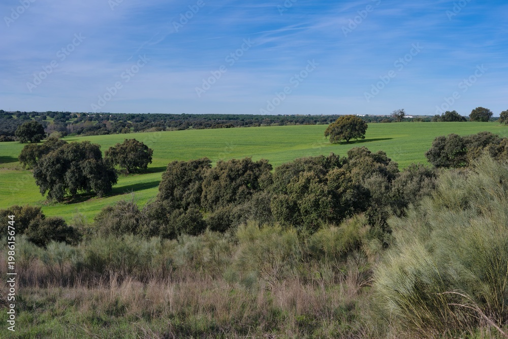 Fototapeta premium Green fields and trees under blue sky in a rural area during a sunny day in spring