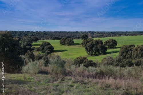 Expansive green landscape with trees under a clear sky in a rural area during daytime