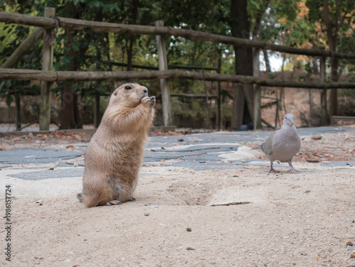 A prairie dog (Cynomys mexicanus) standing on its hind legs eats a fruit next to its burrow while an opportunistic pigeon (Columbidae) waits to snatch some food