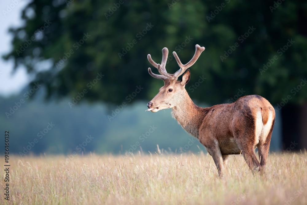 Fototapeta premium Red deer stag with new velvet antlers standing in summer meadow