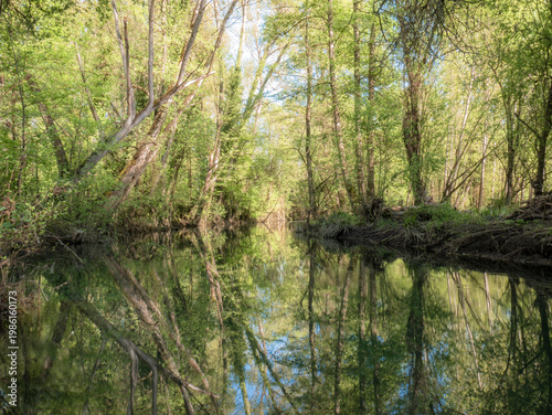 A stretch of river where the water fully reflects the silhouettes of the tall, leafy trees on both banks, also showing the repercussions of floods and overflows