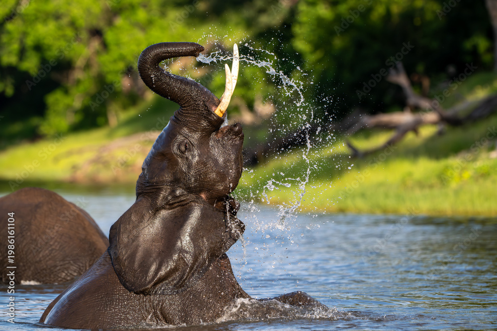 Obraz premium African elephant playing in the Chobe River in Chobe National Park