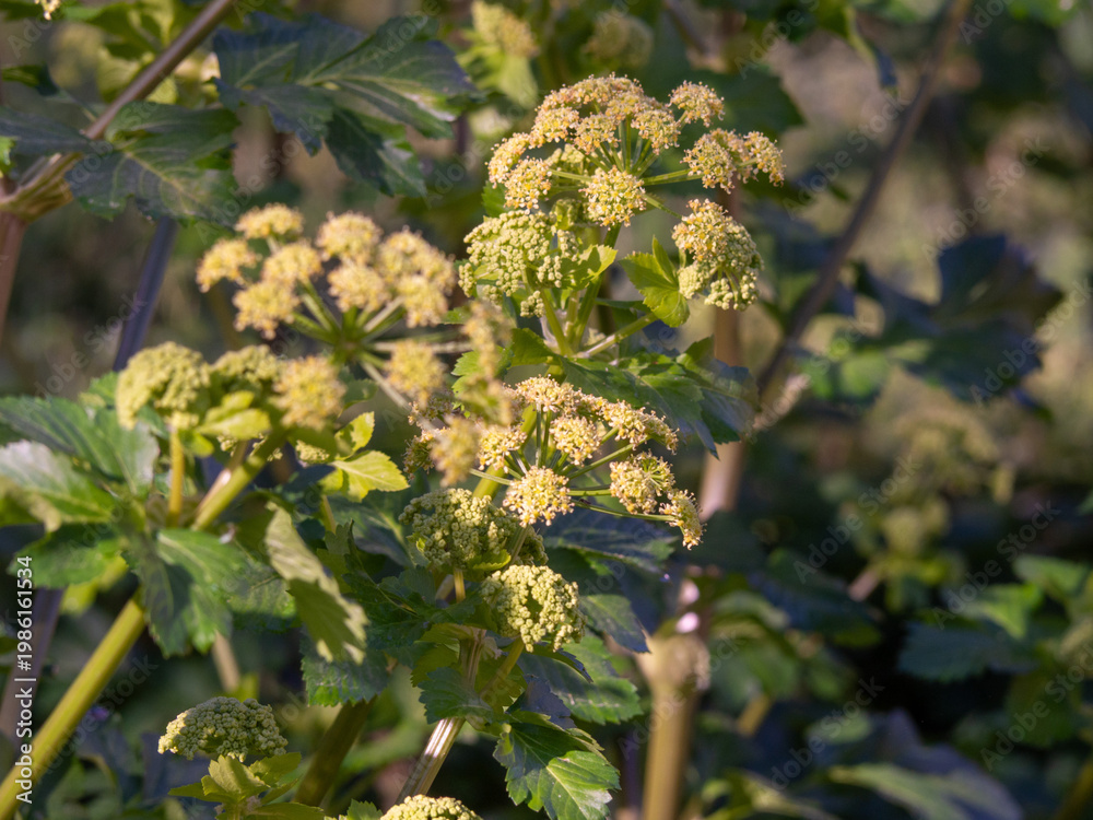 Obraz premium Alexanders plant blooming with yellow flowers outdoors