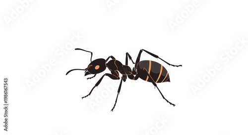 A solitary black ant with orange accents on its abdomen and head is depicted in a detailed side profile walking across a bright white empty space.