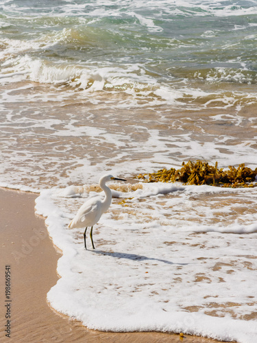 A white Egret shore bird stands in sea waves on the beach