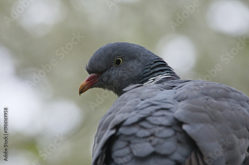 Common wood pigeon
