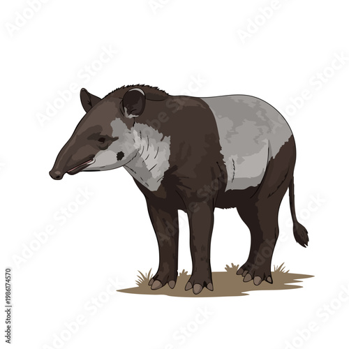 Malayan tapir flat vector