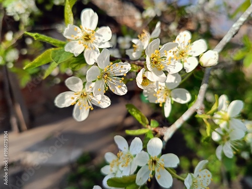 the plum tree in the garden blossomed
