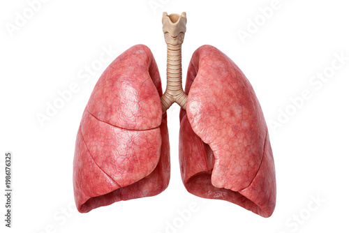 Human lungs isolated on transparent background.