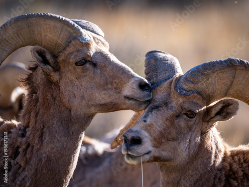Bighorn sheep in garden of the gods