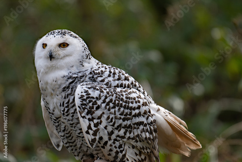 Snowy Owl alert.