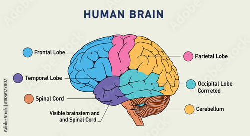 Detailed illustration of a human brain showcasing its various lobes and spinal cord