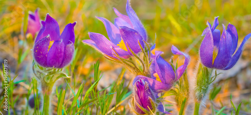 closeup heap of spring wild bell flowers among the forest glade