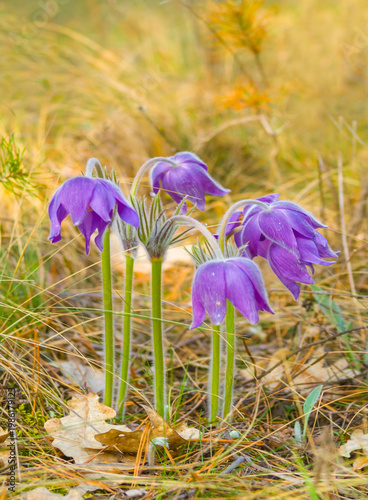 closeup heap of spring wild bell flowers among the forest glade