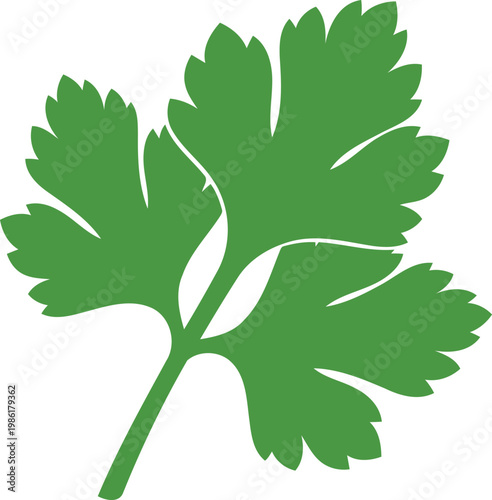 Green Parsley Leaf green leaf herb vegetable food