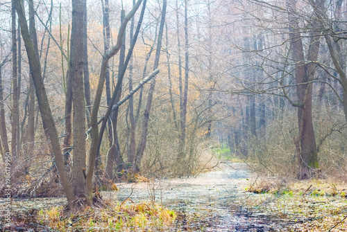closeup forest stay in  the water, spring forest flood  scene