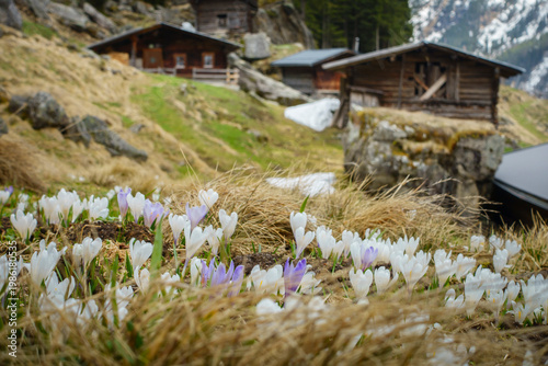 Frühjahr bei den Alm- und Berghütten im Zillertal Tirol Österreich