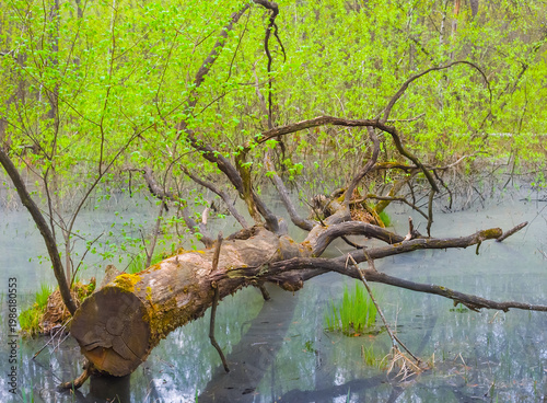 closeup forest stay in  the water, spring forest flood  scene