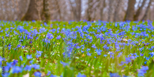 closeup spring forest glade covered by a flowerd
