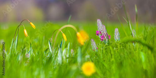 closeup spring forest glade covered by a flowerd