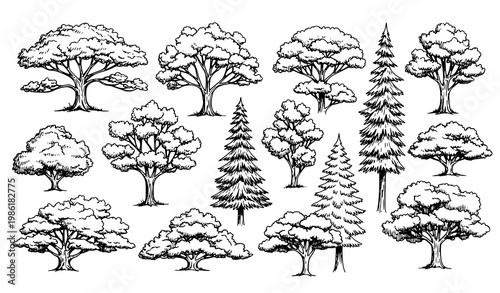Detailed tree silhouette vector set with deciduous and coniferous canopy shapes for landscape architecture and park design