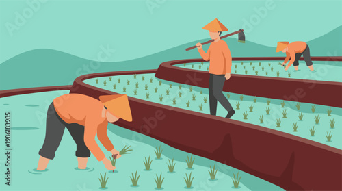 Asian farmers cultivating rice seedlings in traditional terraced paddy fields