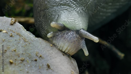Ash-Black Slug (Limax cinereoniger) eating a mushroom on the forest floor