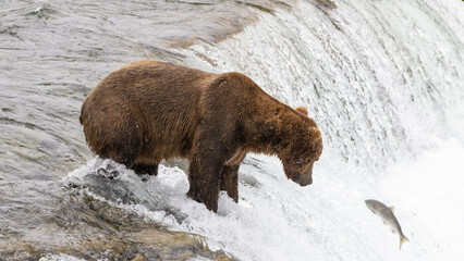 Alaskan brown kodiak brown grizzly bear [ursus arctos] fishing hunting at Brooks Falls in Katmai National Park Alaska United States