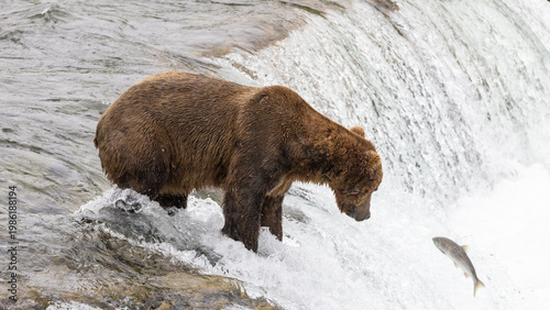 Alaskan brown kodiak brown grizzly bear [ursus arctos] fishing hunting at Brooks Falls in Katmai National Park Alaska United States
