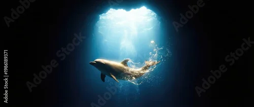 Obraz  z motywem Dolphin swimming in deep blue ocean water under bright light. Biblical creation concept illustrating Genesis day 5 when God created sea creatures. Marine life. Banner with copy space