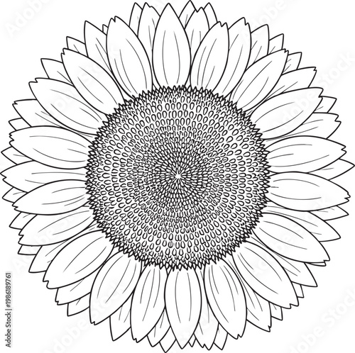 Intricate hand drawn line art illustration of a sunflower head with sunflower