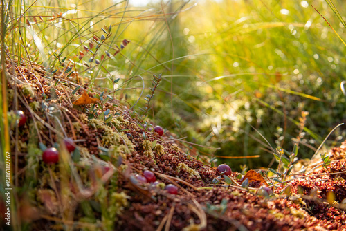 Tableau sur toile Close-up of ripe cranberries growing on a mossy bog in autumn, illuminated by wa
