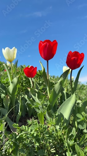 Tulips red and white flowers against blue sky, vertical video.