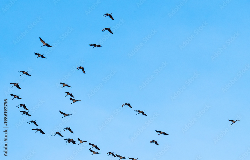 Fototapeta premium Flock of cranes