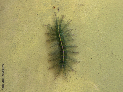 Fotografía Green Common Baron caterpillar with branched spines on a wall