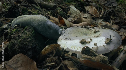 Ash-Black Slug (Limax cinereoniger) eating a mushroom on the forest floor