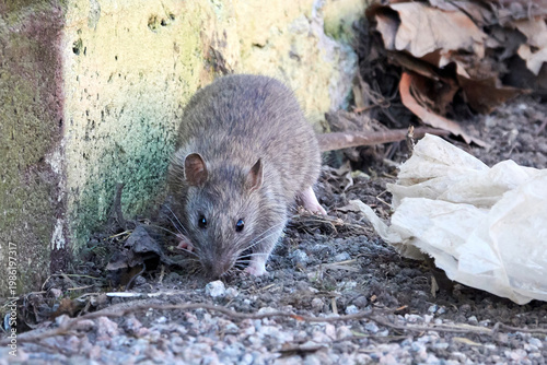 Brown rat (Rattus norvegicus)