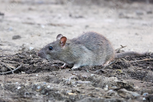 Brown rat (Rattus norvegicus)