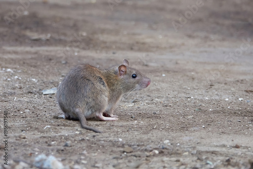 Brown rat (Rattus norvegicus)