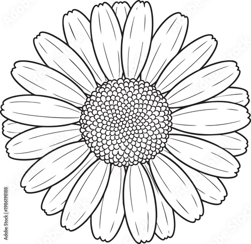 Detailed daisy flower head line art sketch with botanical, illustration